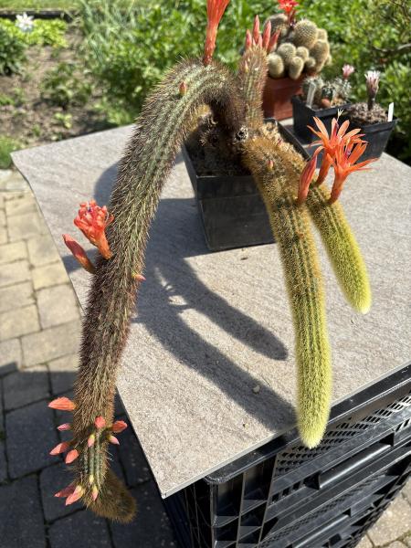Cleistocactus winteri